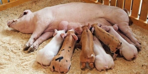 Kako pravilno hraniti mliječne prasadi - nutritivne karakteristike od prvih dana života